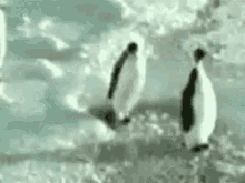 The Penguin